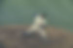 article-image