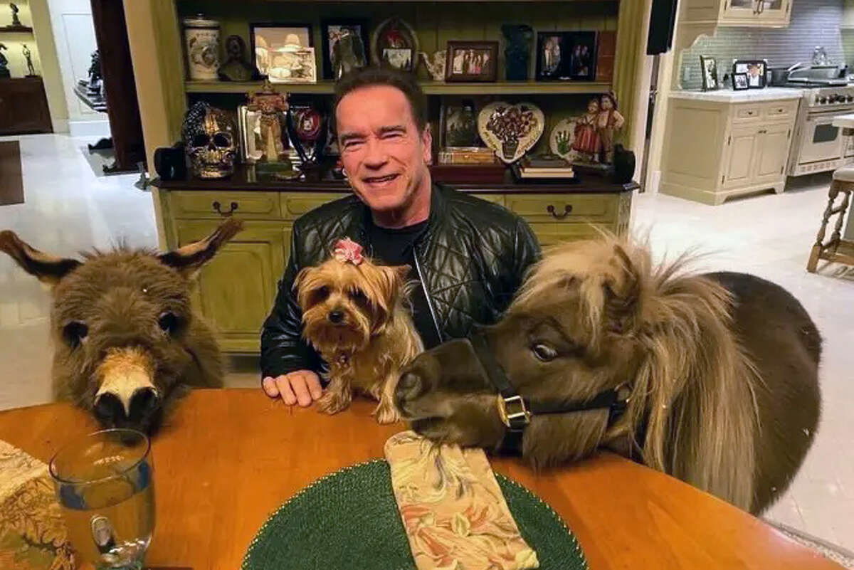 &ldquo;This Brings Me Joy&rdquo;: Arnold Schwarzenegger&rsquo;s Pets Doing Morning Cardio Leaves Fitness Community Feeling Ecstatic