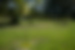 Image for Play Suspended at Golf Course After Bear Sighting