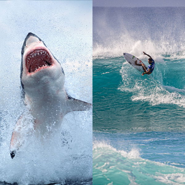 Here's How I Survived a Shark Attack