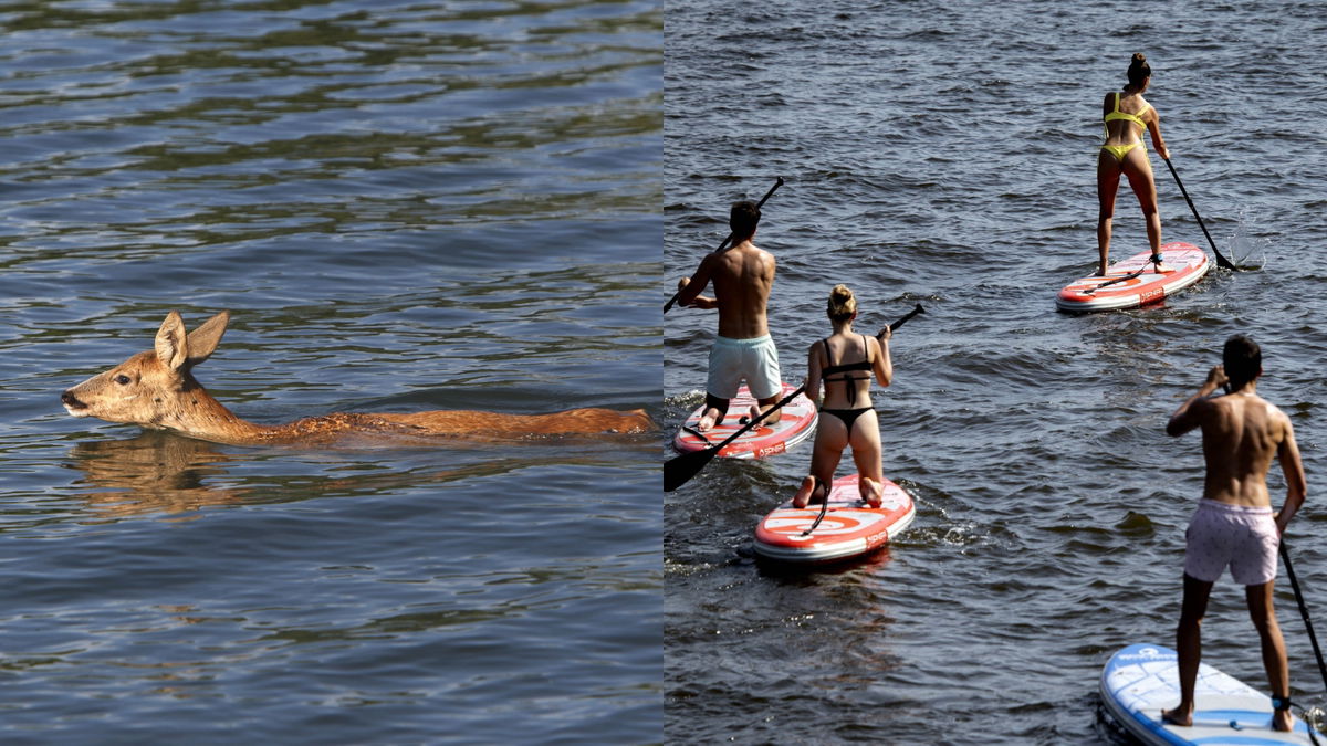Surfing Group’s Brave Act Rescued a Struggling Deer in Unfavorable