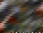 article-image