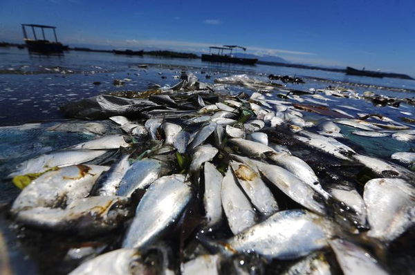 File photo of dead fish pictured on the banks of the Guanabara Bay in Rio de Janeiro