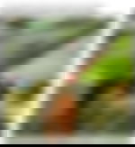 article-image