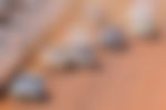 article-image