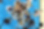article-image