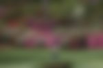 article-image