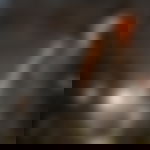 article-image