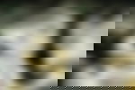 article-image
