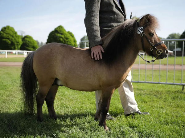 Miniature Horse