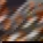 article-image