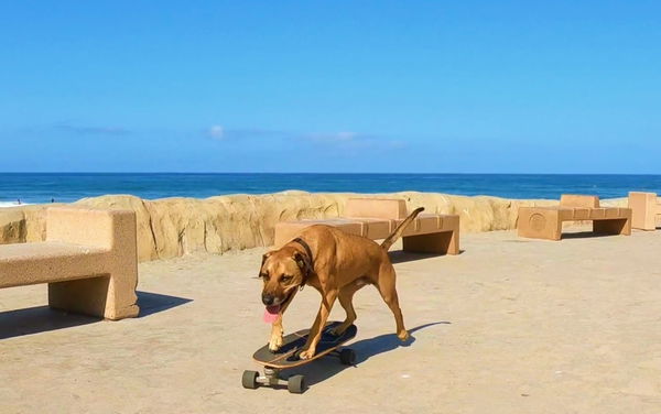 Dog skateboarding &#8211; Unlicensed