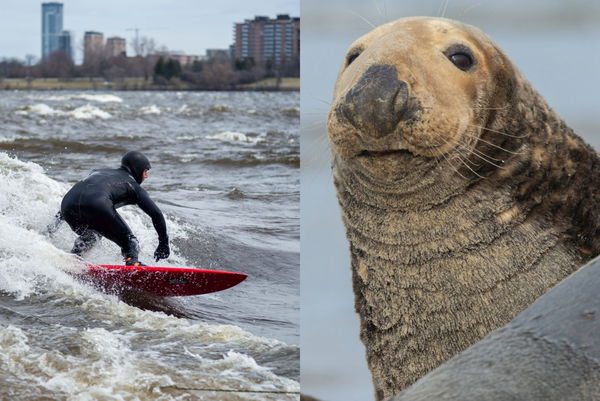 After Surf-Board Stealing Otter Near Santa Cruz, Adorable Surfing Seal ...