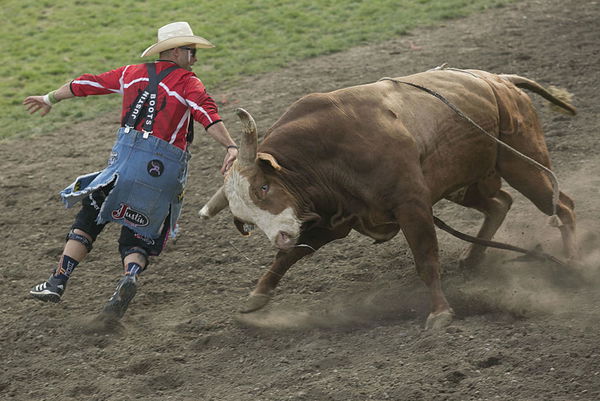 Bull-Fighter-1