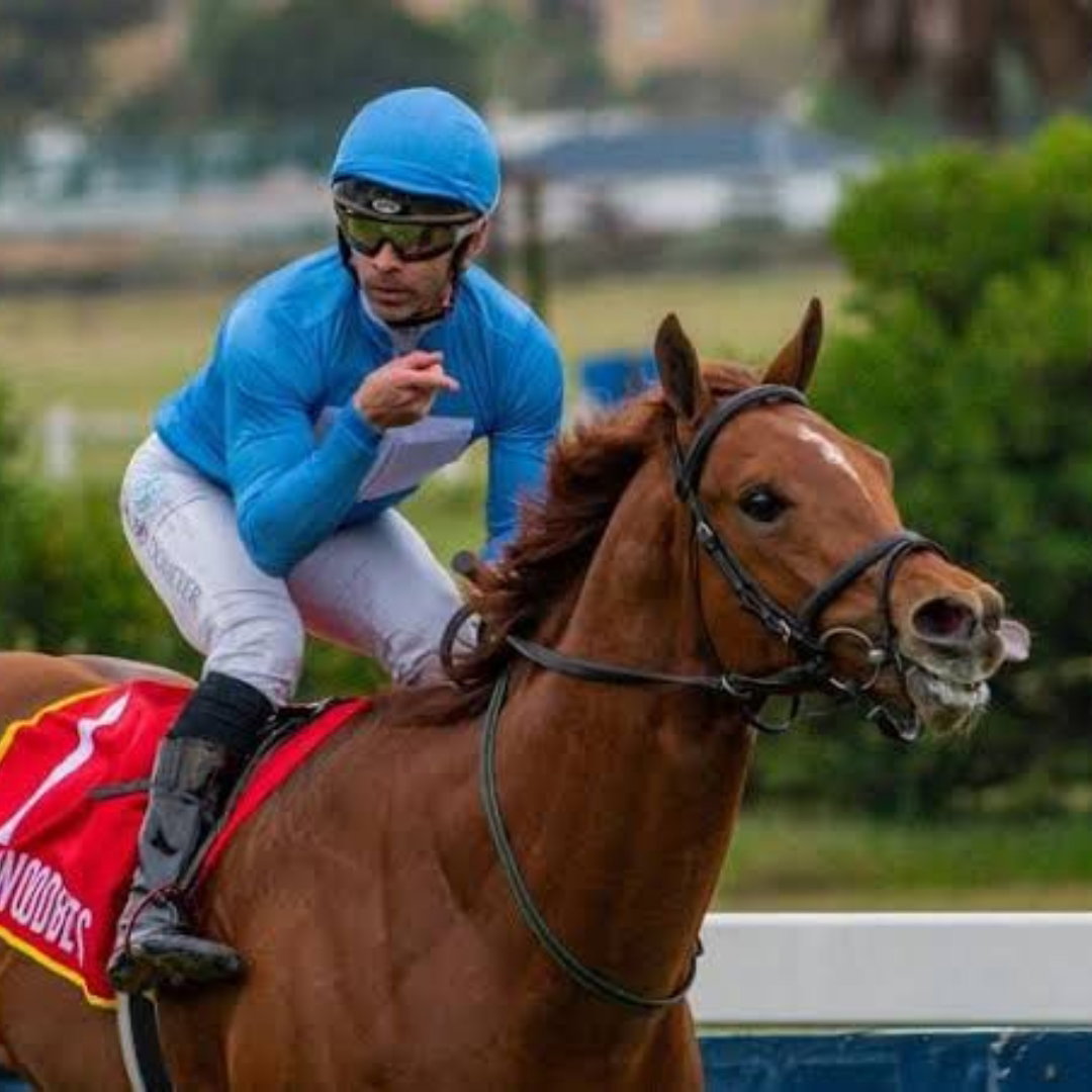 Tom Charles Racing Horse Racing Champion Charles Dickens Gracefully Gallops Into ...