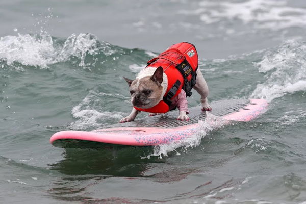 Cherie surf dog