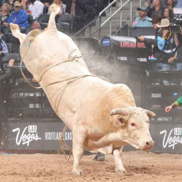 Cool Whip Bull riding