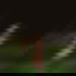 article-image