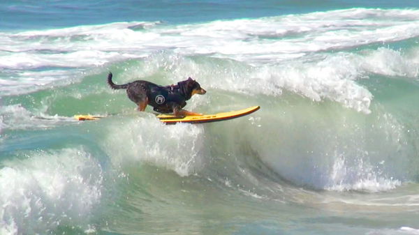 Dog surfing 001