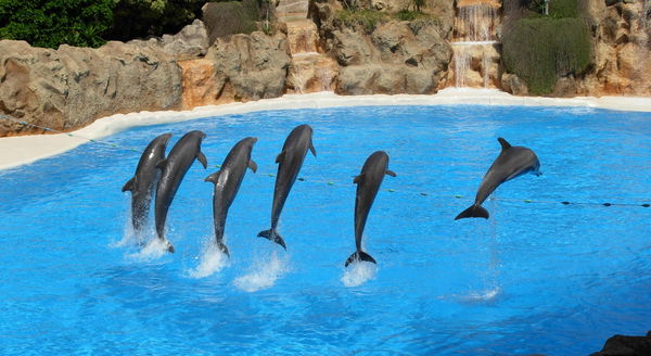 Dolphins surfing