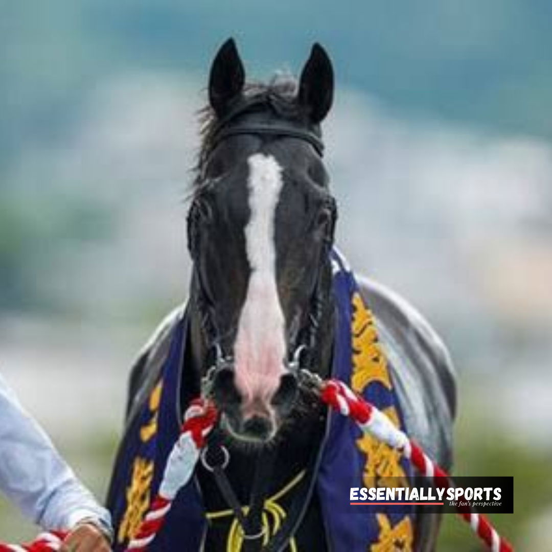 Horse Racing Sensation Equinox Stuns With Victory Records, Can This