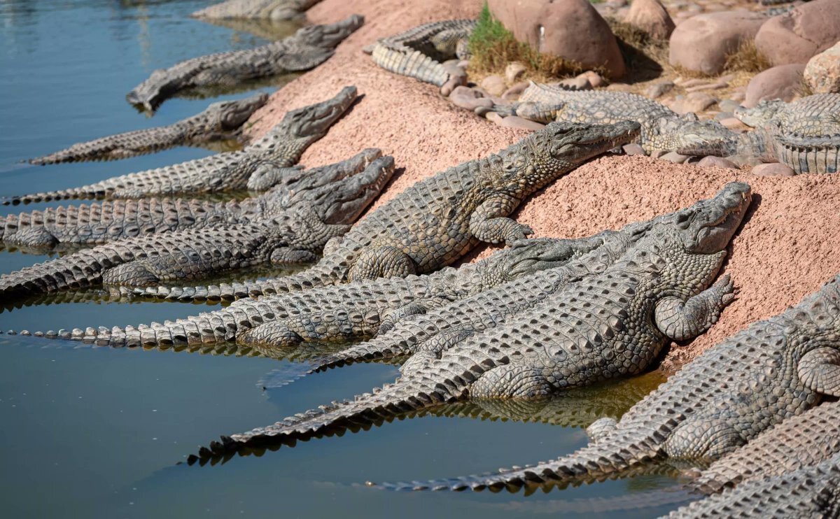 Athlete Safety Concerns Raised Around Crocodile River in 2032 Olympics Event