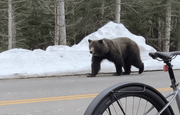 Grizzly-Bear-in-Montanas-Glacier-National-Park-Close-Encounter-With-Cyclists-YouTube