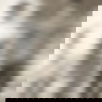 article-image
