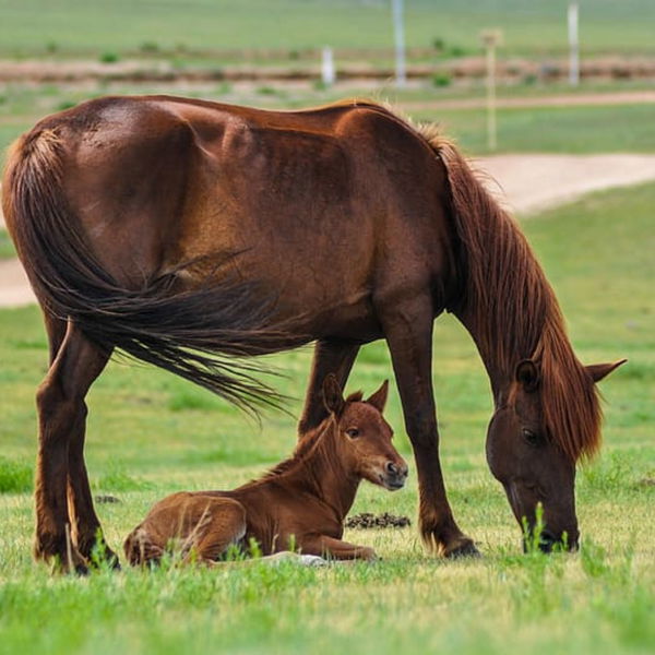 Horse with Foal FI