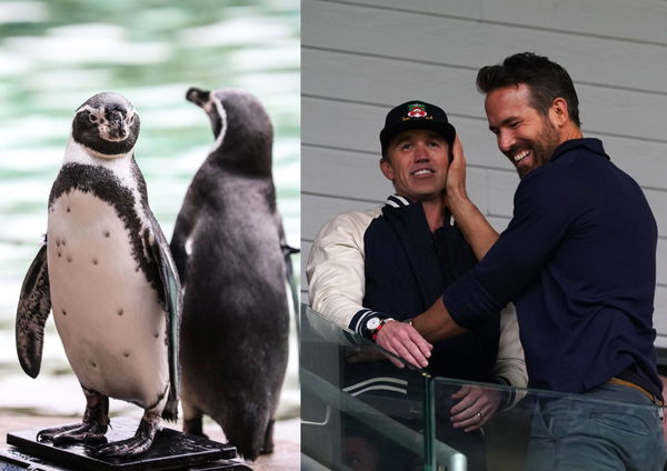 Humboldt Penguin Ryan Reynolds and Rob McElhenney Wrexham