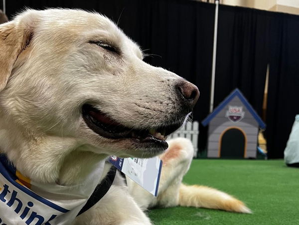 Izzo Team USA Therapy Dog