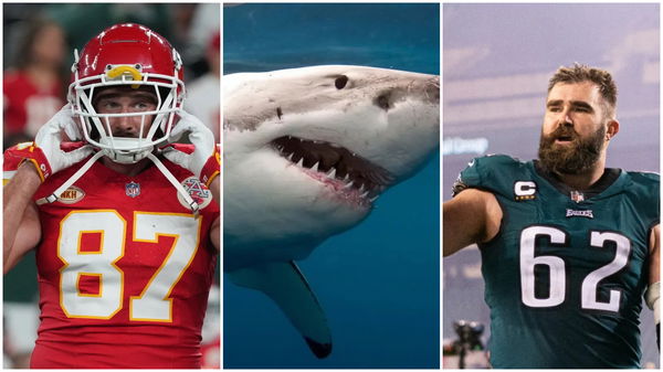 Kelce Shark