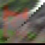 article-image