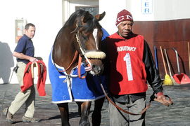preservationist horse