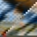 article-image
