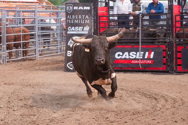 Rodeo Bull