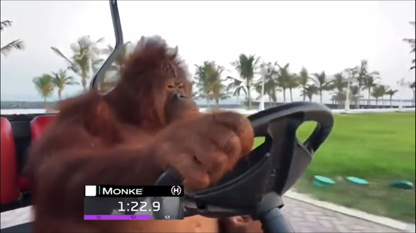 Monkeys driving 2024 power wheels