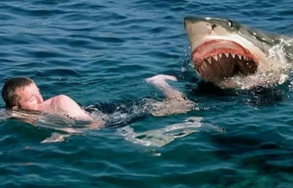 For the first time a shark attacks and kills a young mother in