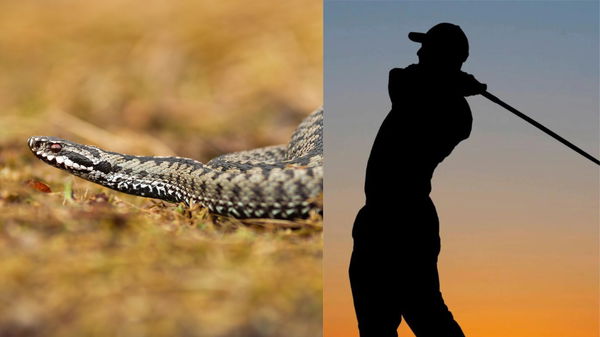 Snake Golfer Collage