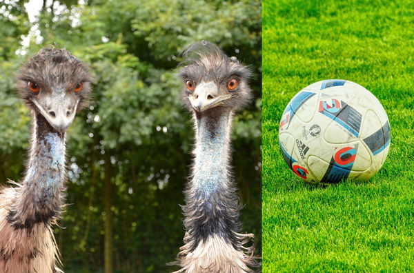 Soccer ball and two emus