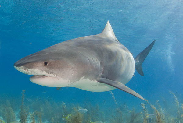 tiger sharks attacking