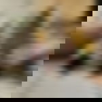 article-image
