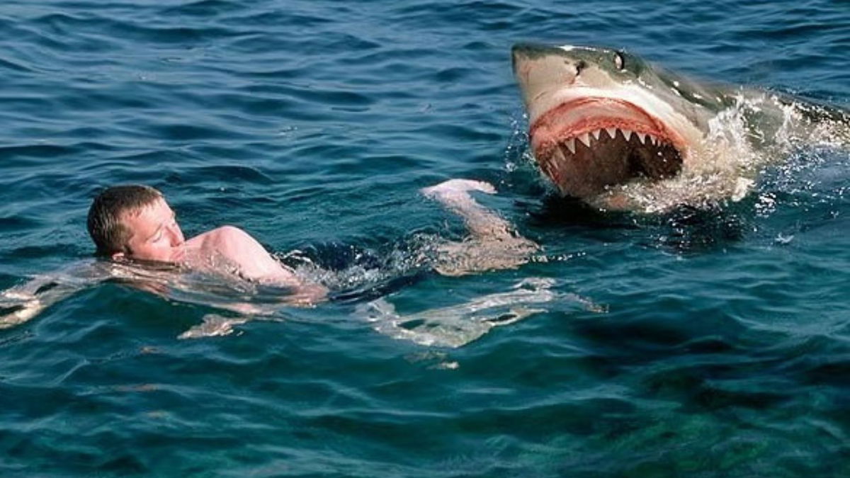 America's One Fatal Shark Attack of 2022