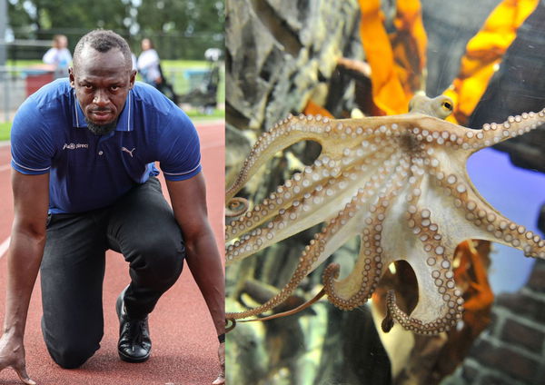 Usain Bolt paul the octopus