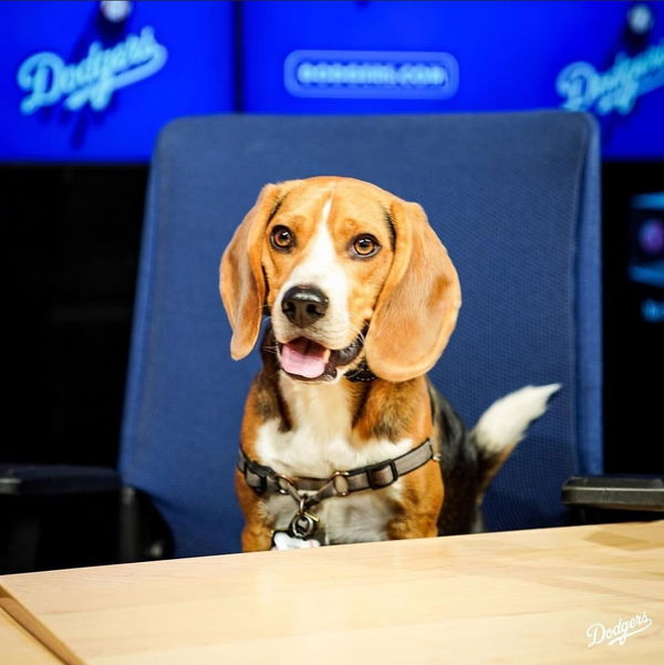 Photos: Dodgers invite TikTok dog Toby for VIP experience