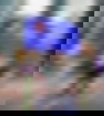 article-image