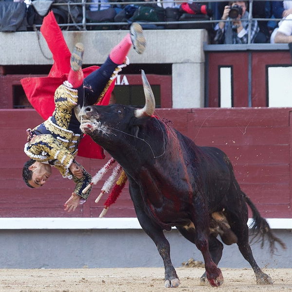 bull fighting fi