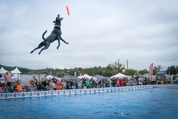 dock-diving-dog