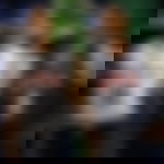 article-image