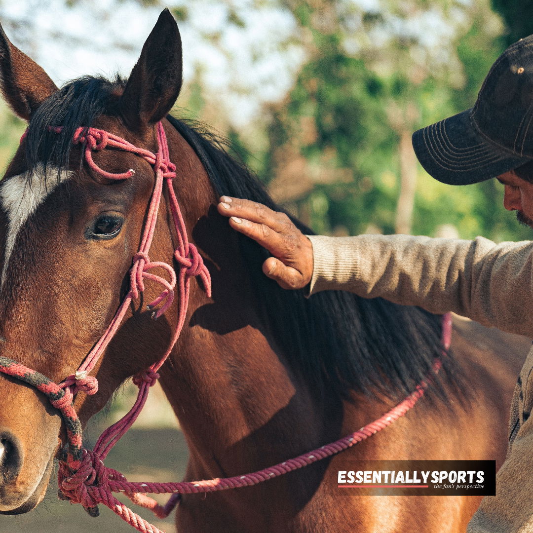 Equestrian World Celebrates Heroic Rescue as Horse Emerges Victorious
